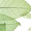 Foliage