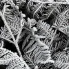 Frost Leaf
