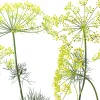 Crown Of Dill