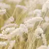 Lay In The Hay