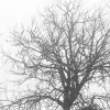 Tree soldiers