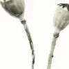Simple Seedpod
