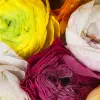 Ranunculus
