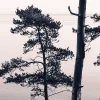 Old Pine Trees