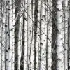 Birch Trunks