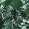 Welcome to the Jungle, Authentic