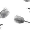 La Vie En Tulipe, White