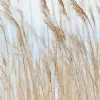 Swaying Wheat