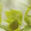 Green Leaves