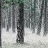 Pine Forest