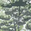 The Enchanted Forest, Daylight