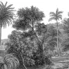 Jungle Land