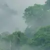 Misty Forest