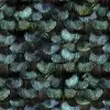 Peacock Plumage