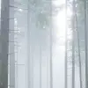 Forest Glade