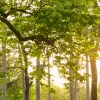 Verdant