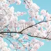 Cherry Tree