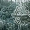 Cacti