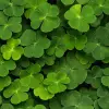 Clover