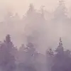 Fir Forest