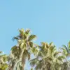 Riviera Daydream