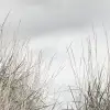 Pale Shore