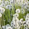Dandelions