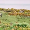 Bareback