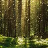 Forest Bath