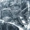Secret Well, Frost