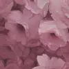 Harmony, Fuchsia