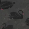 Cygne, Noir