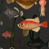 Aquatic Life, Shadows