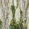 Climbing Ivy