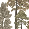 Scandinavian Bellewood, Fall