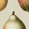 Vintage Pear, Happy