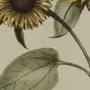 Sunflower, Yellow