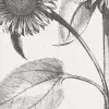 Sunflower, Beige