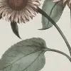 Sunflower, Peach
