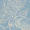 Golden Poppy, Baby Blue