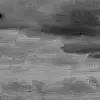 Seabirds,	Black & White