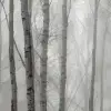 Birch Fog, Black & White