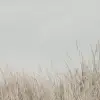 Scandinavian Reed, Beige