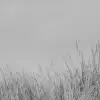 Scandinavian Reed, Black & White