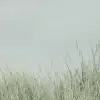 Scandinavian Reed, Green