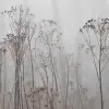 Autumn Haze, Beige