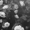 Regal Rose, Black & White