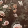 Regal Rose, Apricot