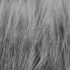 Rye Field, Black & White