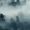Misty Woodland, Blue